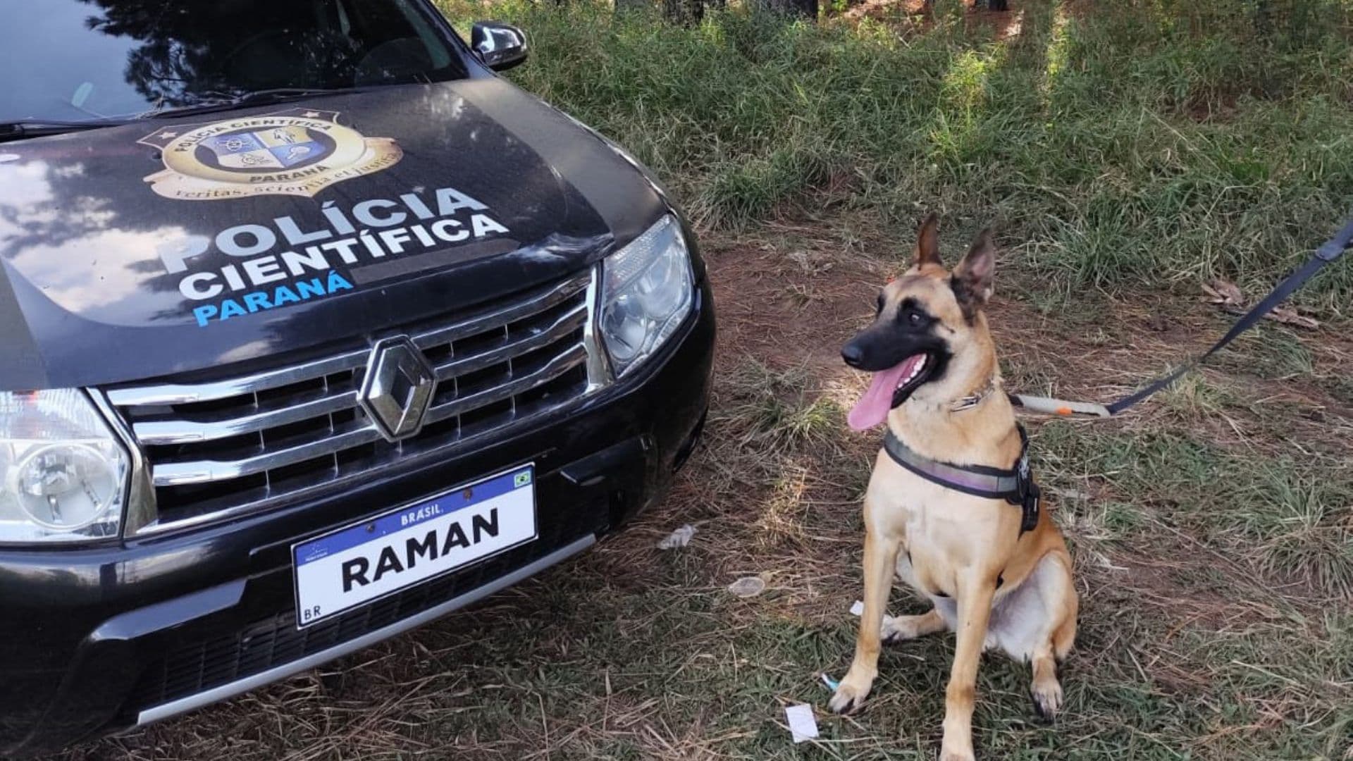 Faro Implacável: Cão da Polícia Científica do Paraná atinge 100% de precisão na localização de sangue em cenas de crime