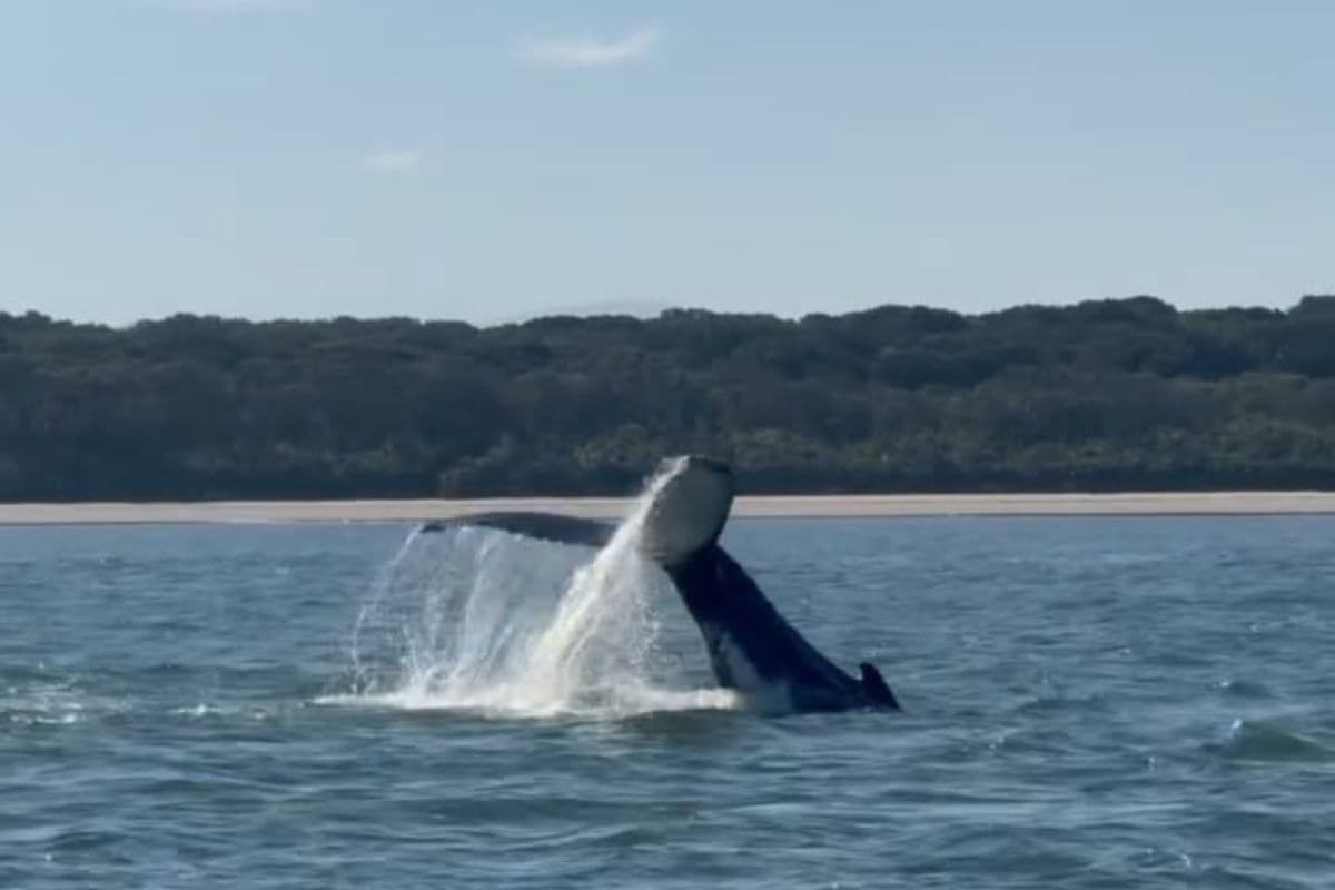 Baleia-jubarte é avistada nas águas do litoral do Paraná