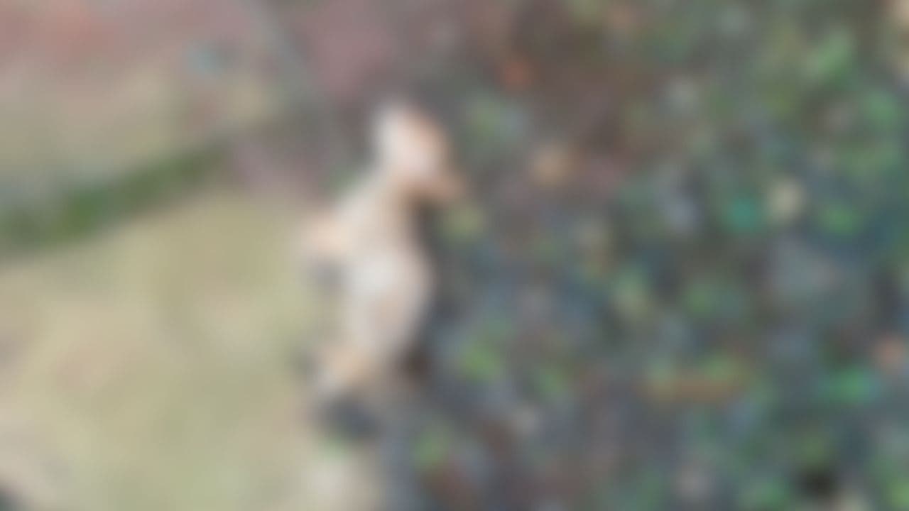 Gritos de cães durante a madrugada assustam moradores de Uvaranas