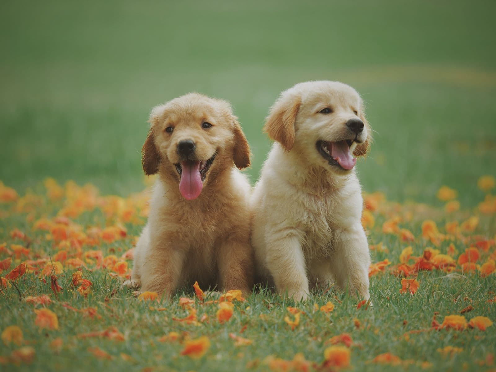 Como dar comprimido cachorro: técnicas e dicas seguras