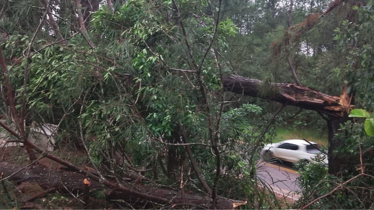 Tempestade danifica 30 residências e provoca queda de 20 árvores em Tibagi