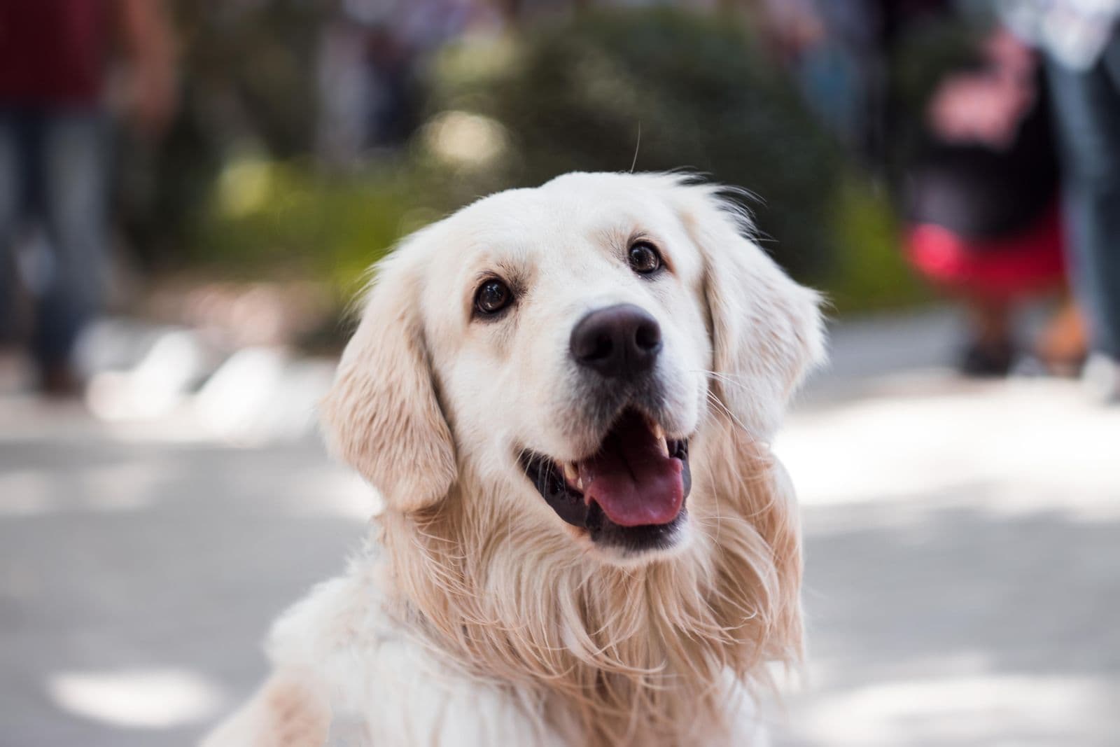 Como cortar unha de cachorro em casa sem machucar