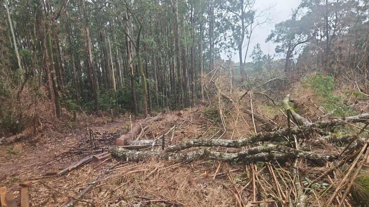 Polícia Ambiental aplica R$ 42 mil em multas por danos em área invadida em Guarapuava