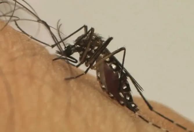 Ponta Grossa registra mais 60 infectados e 400 casos prováveis de dengue em uma semana. Veja o boletim